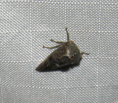 Telamona decorata