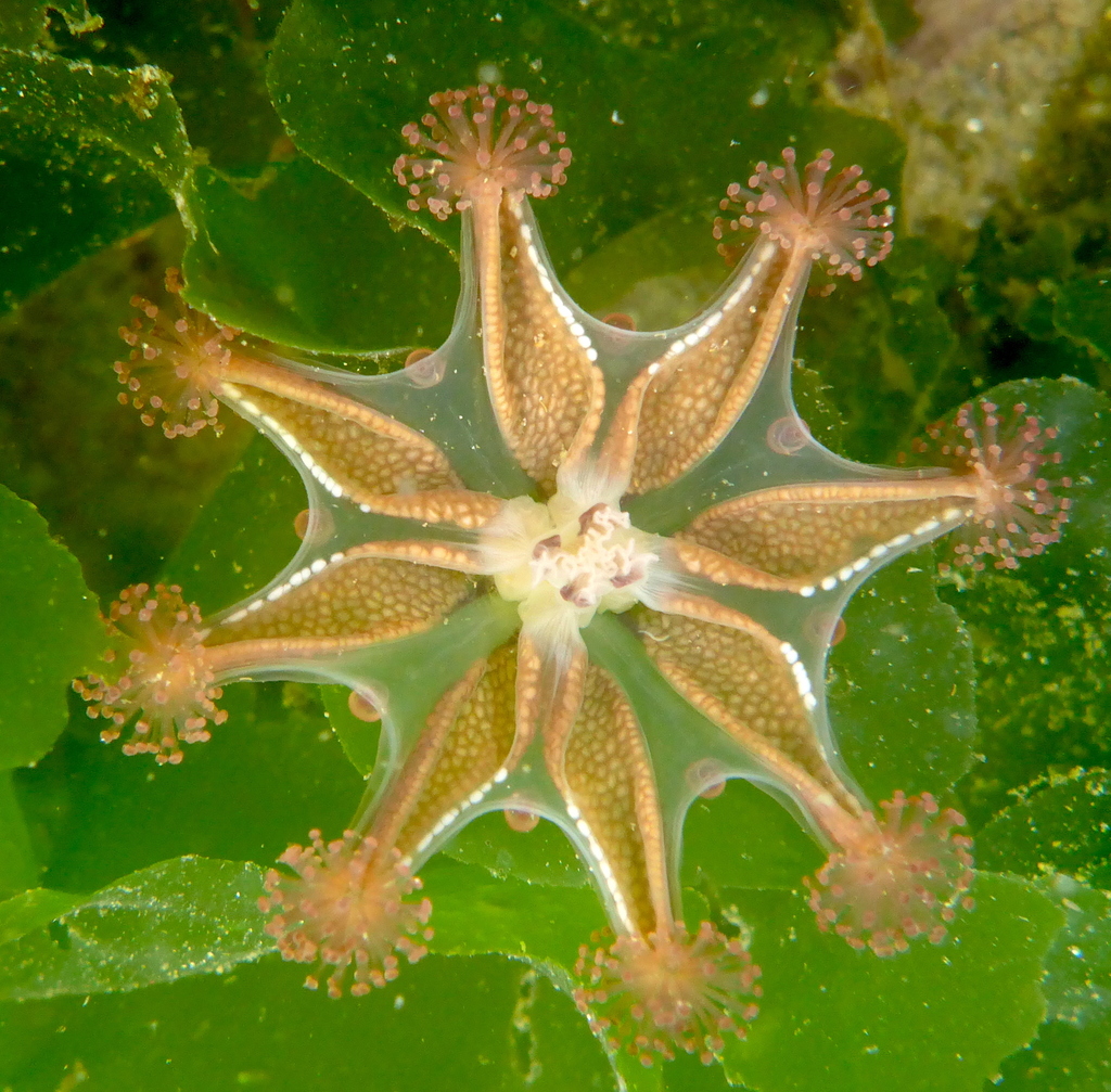 Stalked Jellies
