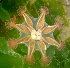 Haliclystus sanjuanensis