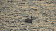 Pelecanus erythrorhynchos