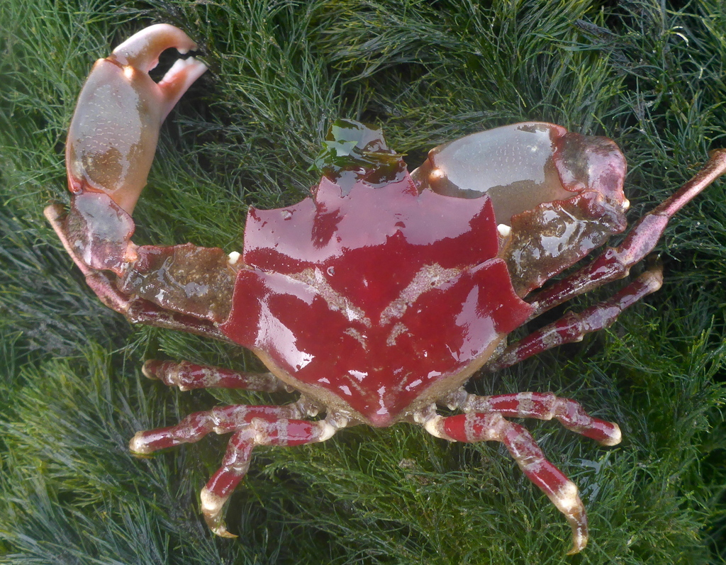 Pugettia