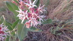 Asclepias speciosa