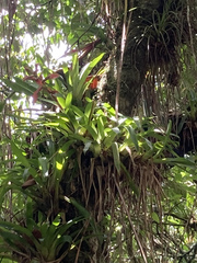 Tillandsia leiboldiana