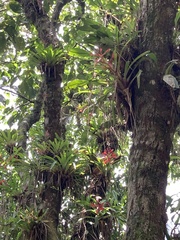 Tillandsia leiboldiana
