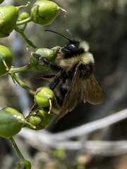 Bombus vancouverensis