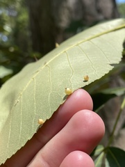 Caryomyia leviglobus