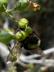 Bombus vancouverensis