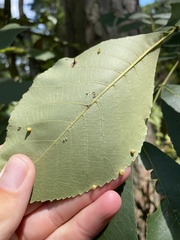 Caryomyia leviglobus