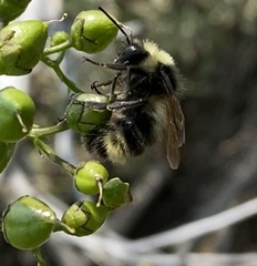 Bombus vancouverensis