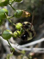 Bombus vancouverensis