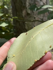 Caryomyia leviglobus