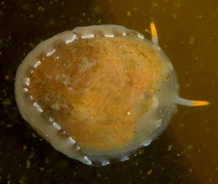 Limneria prolongata