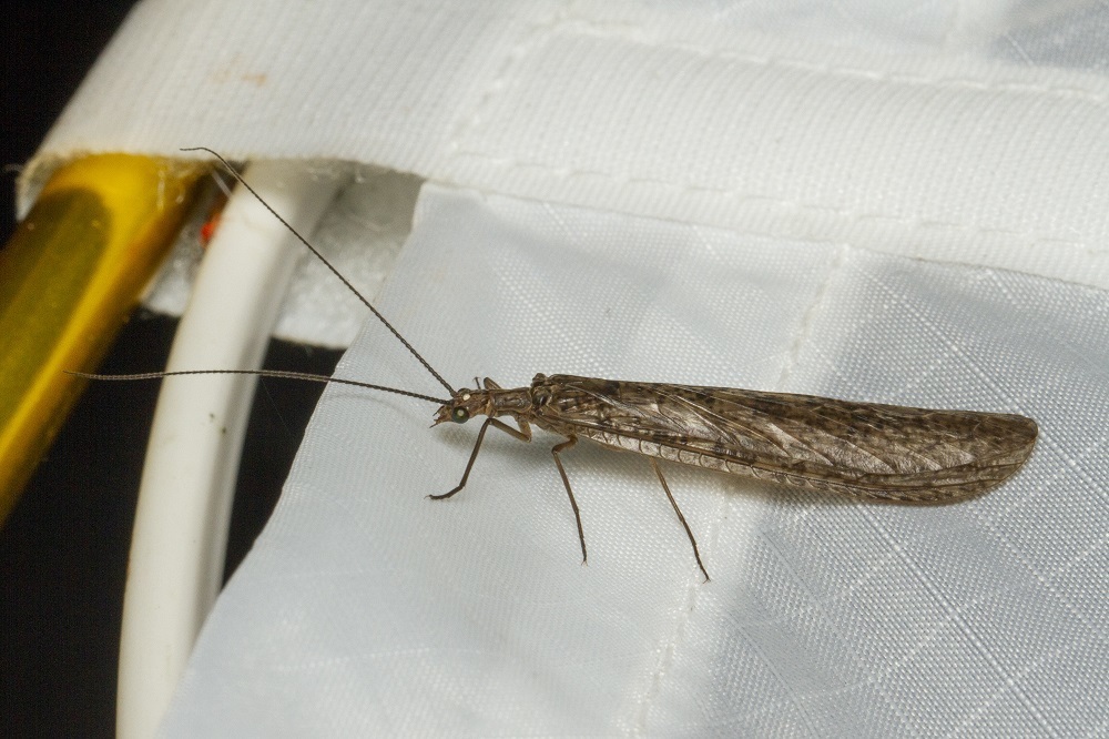 Natal Fishfly