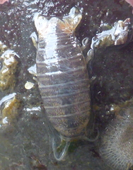 Cirolana harfordi