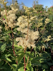 Filipendula ulmaria