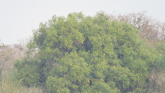 Nectandra angustifolia