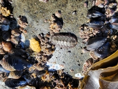Chiton