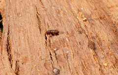 Bitoma insularis