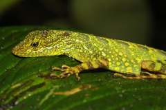 Anolis aequatorialis