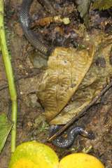 Atractus modestus