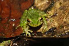 Pristimantis crucifer