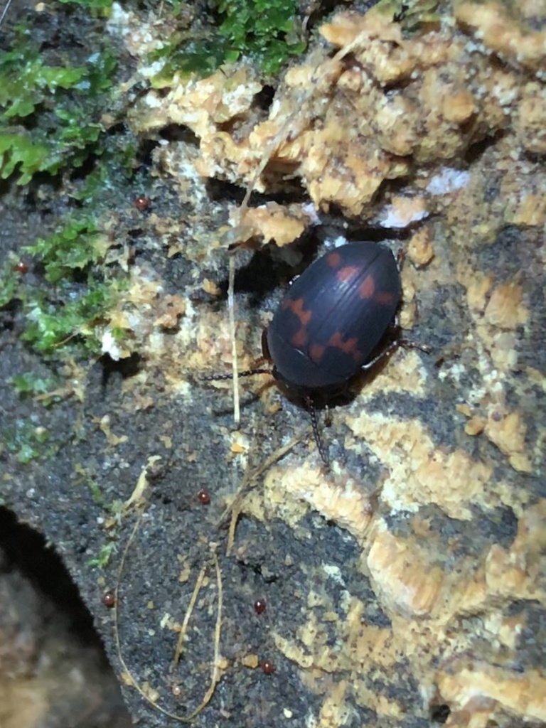 Platydema tibialis
