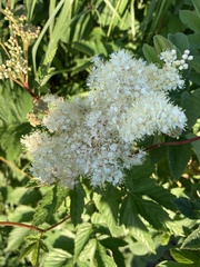 Filipendula ulmaria