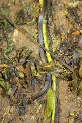 Atractus modestus