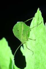 Typophyllum spurioculis