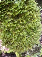 Neckera pennata image