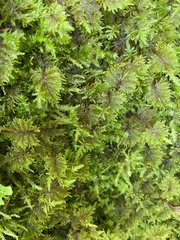 Hylocomium splendens image
