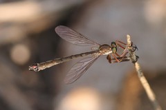Leptogaster flavipes