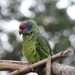 Red-tailed Parrot - Photo (c) Hermann Moller, some rights reserved (CC BY-NC), uploaded by Hermann Moller