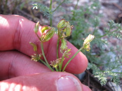 Cymopterus terebinthinus