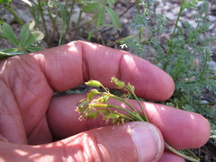 Cymopterus terebinthinus