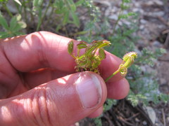 Cymopterus terebinthinus