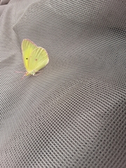 Colias harfordii