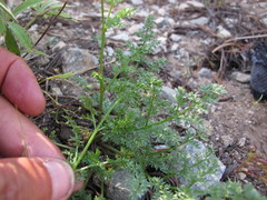 Cymopterus terebinthinus