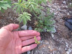 Cymopterus terebinthinus