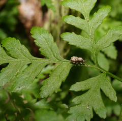 Brachyolus punctatus