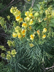 Linaria vulgaris