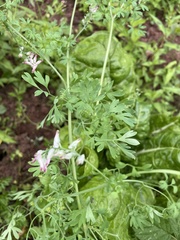 Fumaria muralis
