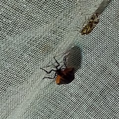 Pyromorpha dimidiata