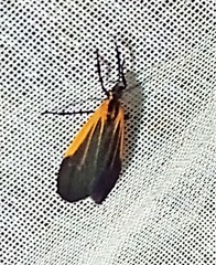 Pyromorpha dimidiata