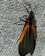 Pyromorpha dimidiata