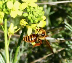 Andrena prunorum