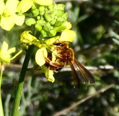 Andrena prunorum