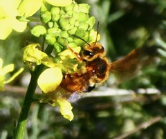 Andrena prunorum