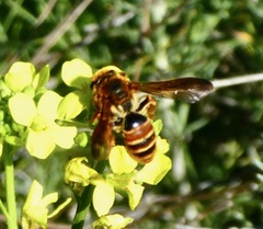 Andrena prunorum