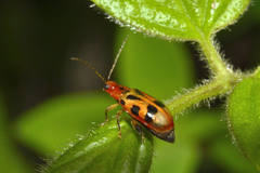 Systena nigroplagiata